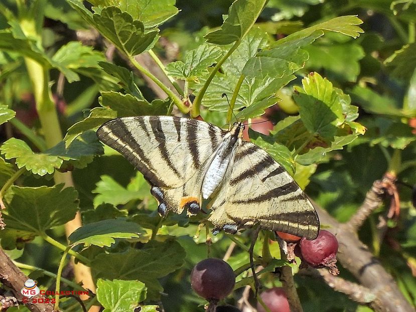 butt5971 - FLUTURI - BUTTERFLYS