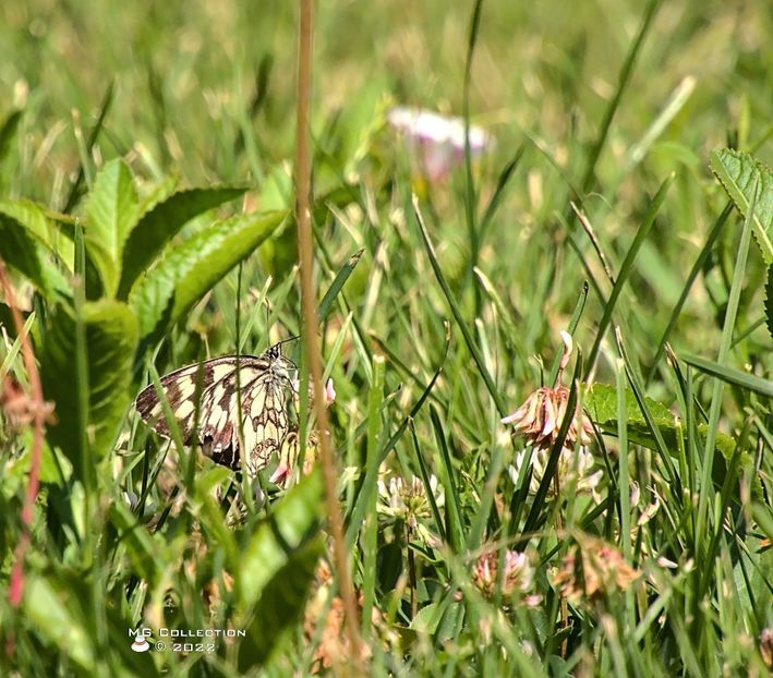 butt5650_01 - FLUTURI - BUTTERFLYS