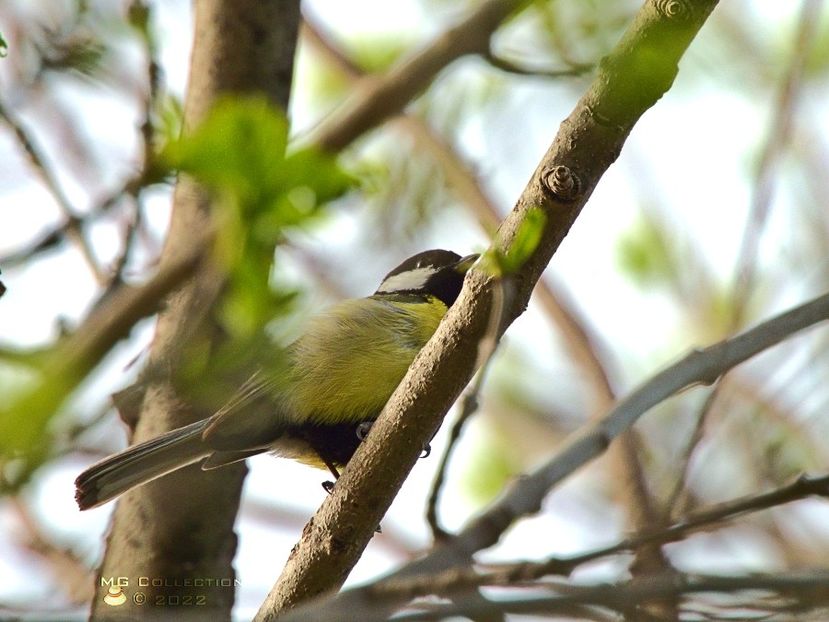 Pitigoi - PASARI - BIRDS