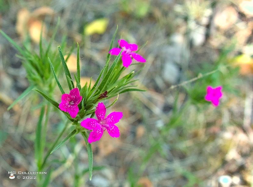 Flori de camp - FLORI - FLOWERS
