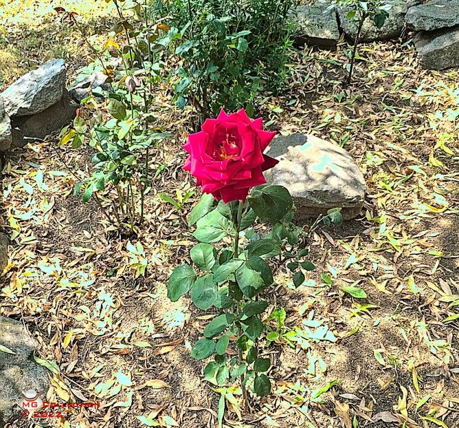 rose_112534 - FLORI - FLOWERS