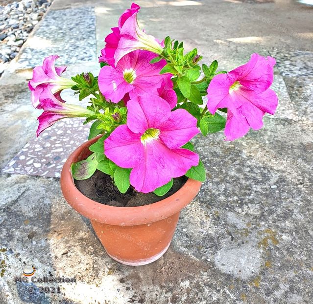  - FLORI - FLOWERS