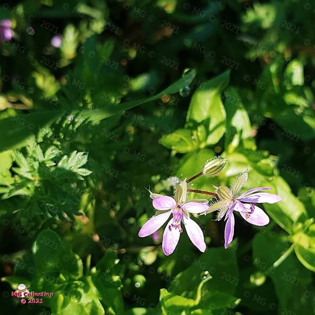082206 (70) - FLORI - FLOWERS