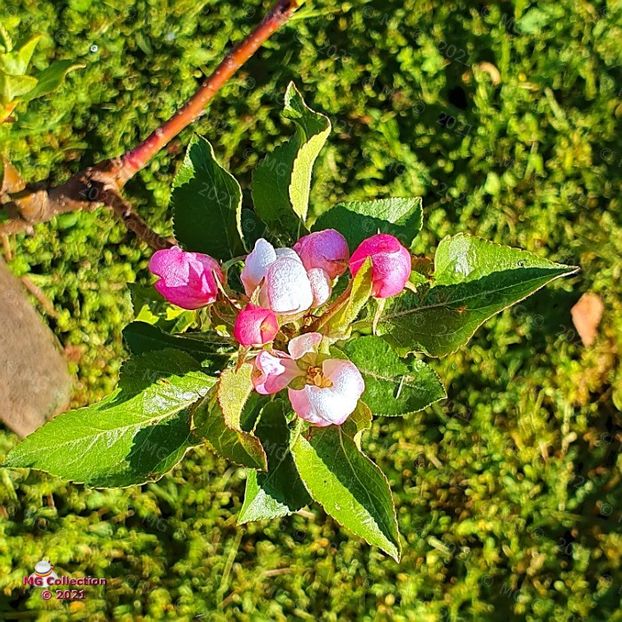 082733-70 - FLORI - FLOWERS