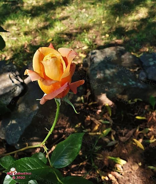 092330_01 (m2) - FLORI - FLOWERS