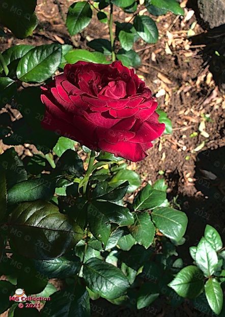 093641 (m2) - FLORI - FLOWERS