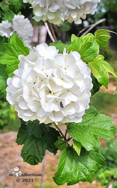 Boulle de neige - FLORI - FLOWERS