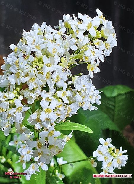 Floare de Hrean - FLORI - FLOWERS