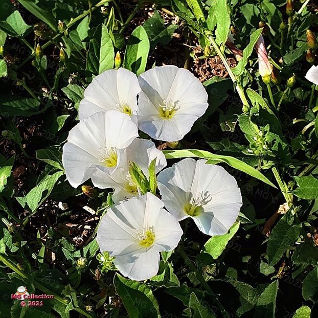 101910 (70) - FLORI - FLOWERS