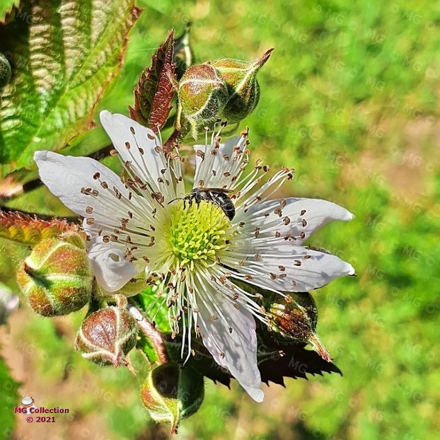 Fșoare d mur - FLORI - FLOWERS