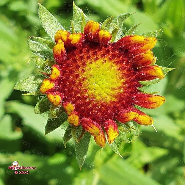 123709 (80) - FLORI - FLOWERS