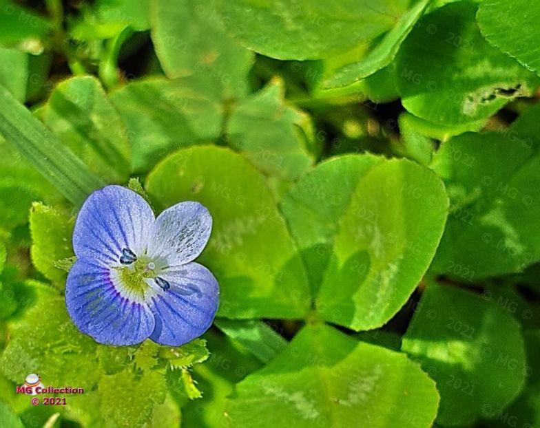 143448 (m2) - FLORI - FLOWERS