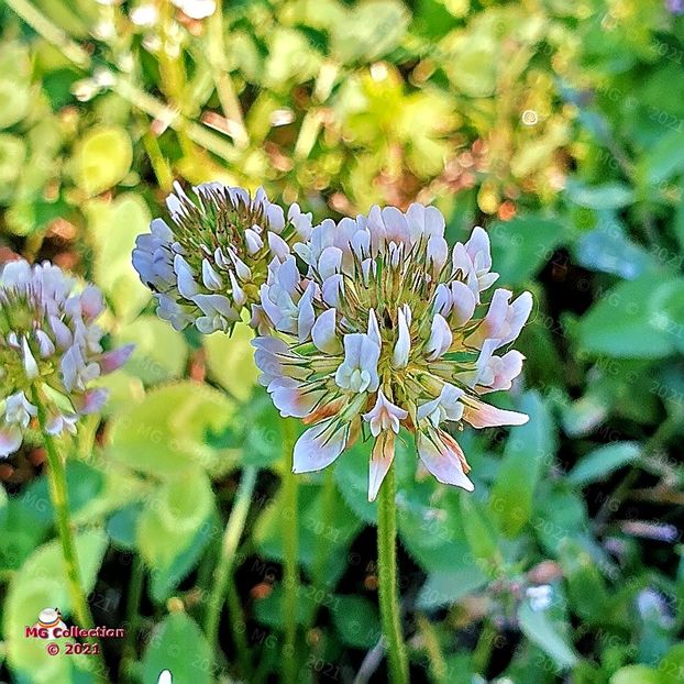 Trifoi - FLORI - FLOWERS