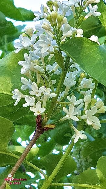 190213 (m2) - FLORI - FLOWERS