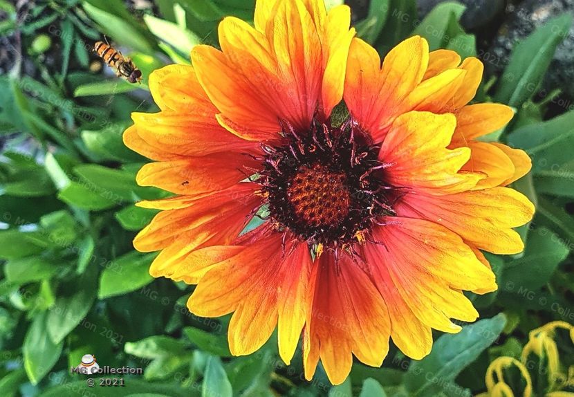 20190525_090108 (m) - FLORI - FLOWERS