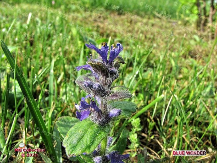 Blue Wonder (m2) - FLORI - FLOWERS