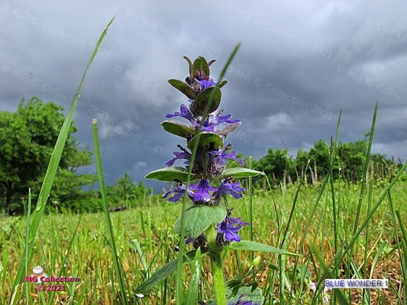 Blue wonder 1 (m2) - FLORI - FLOWERS