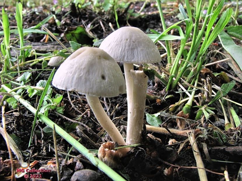 Ciup (m2) - CIUPERCI - MUSHROOMS