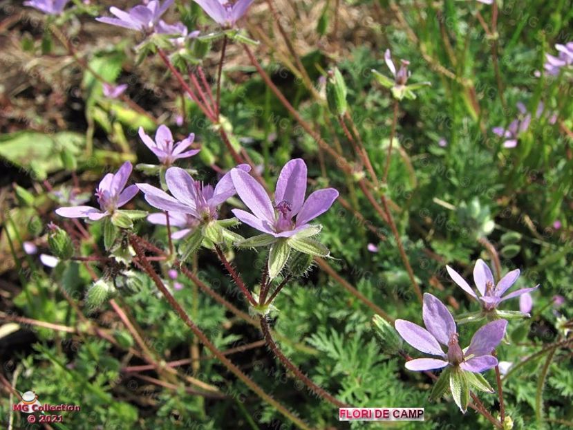 Flori de camp (m2) - FLORI - FLOWERS