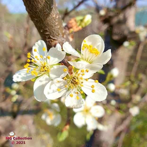 Flower (m2) - FLORI - FLOWERS
