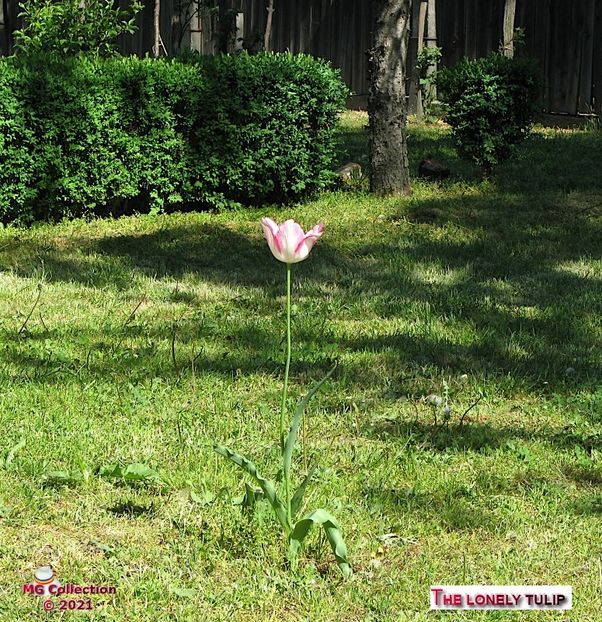 Lonely tulip (m2) - FLORI - FLOWERS