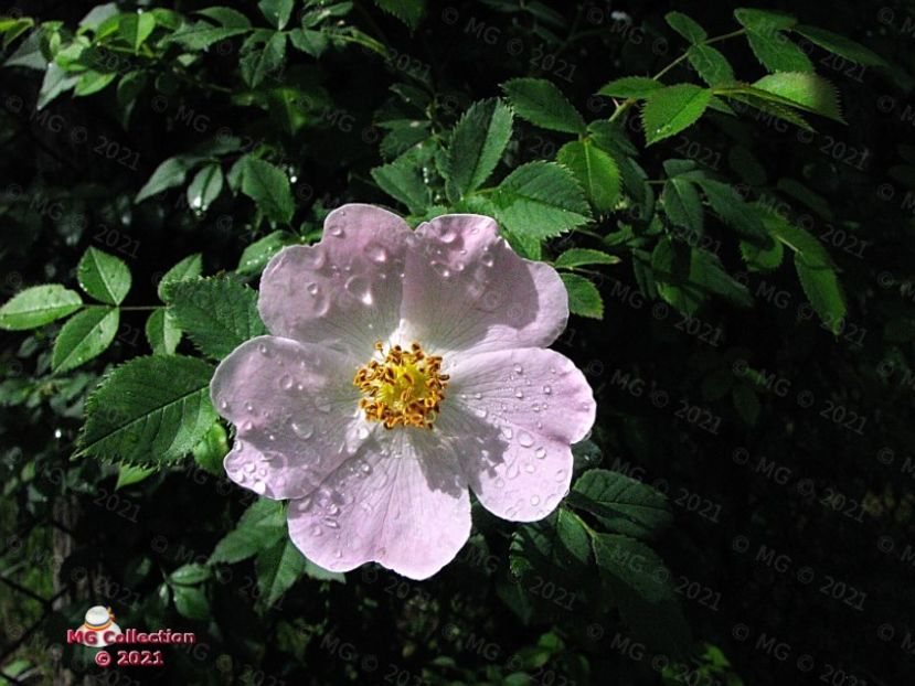 Maces-2 (m2) - FLORI - FLOWERS