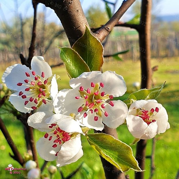 Pear flower (80) - FLORI - FLOWERS