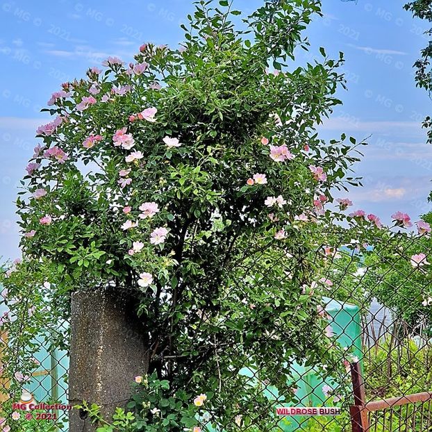 WildRose Bush-80 - FLORI - FLOWERS