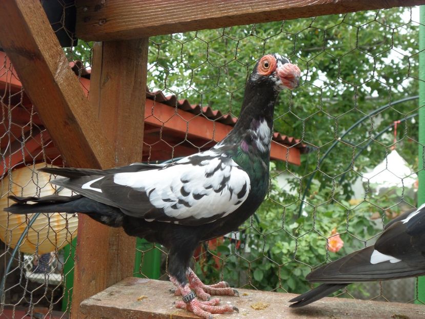 SAM_7565 - Pui2022