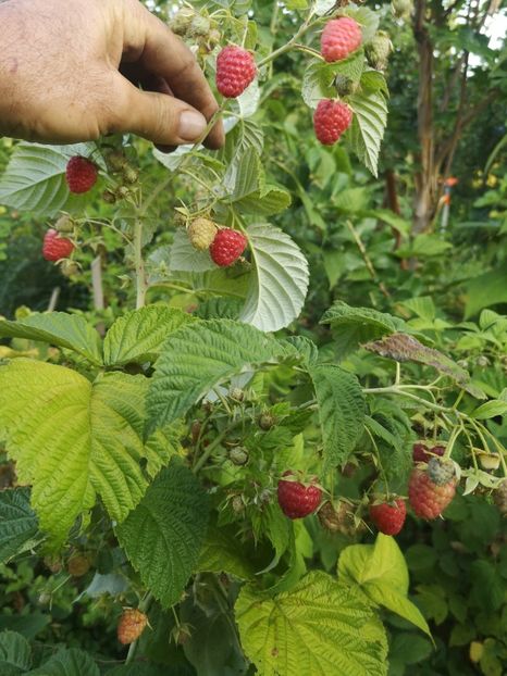 zmeur rod continuu - Arbori fructiferi 2022