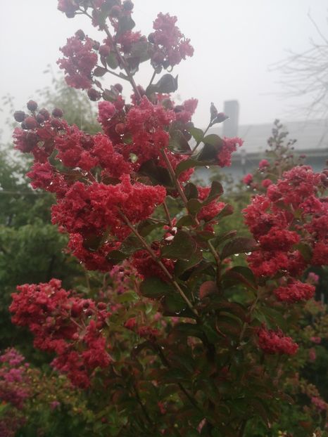 lagerstroemia Dinamite - arbori ornamentali 2022