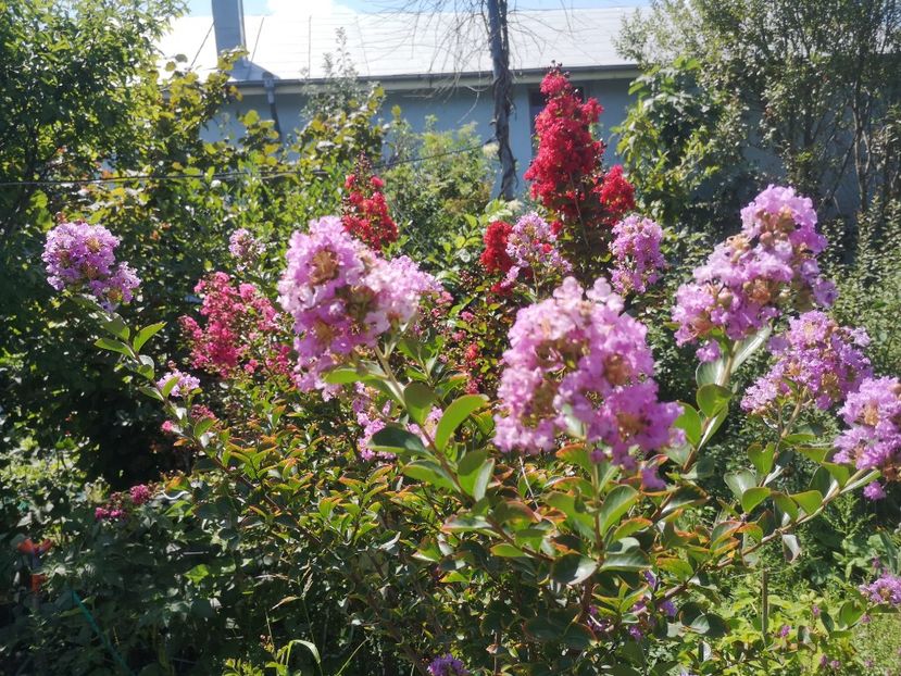  - arbori ornamentali 2022