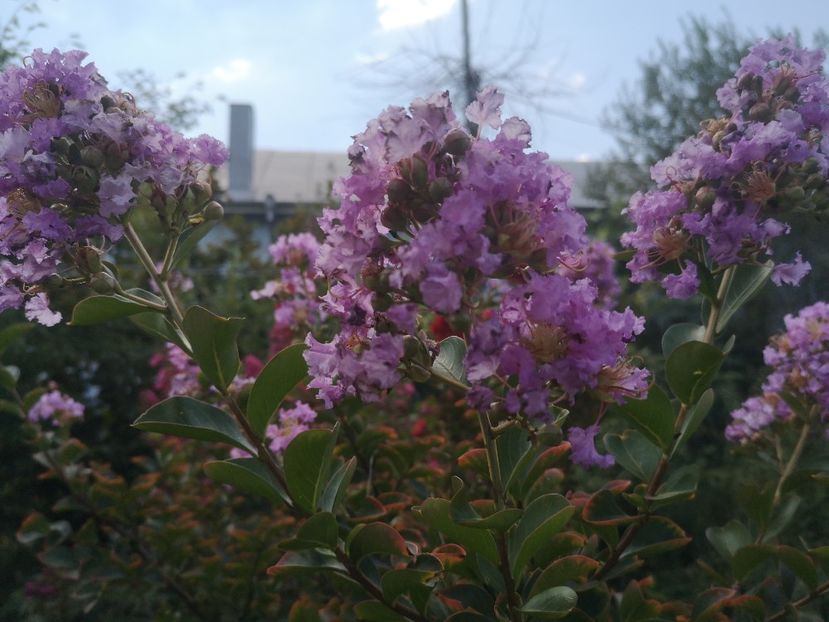  - arbori ornamentali 2022