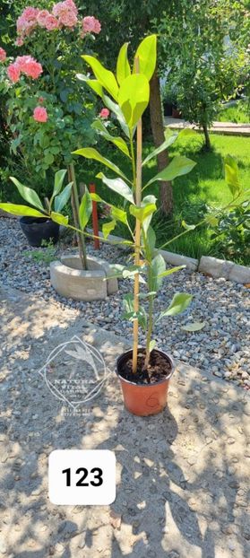 - 121 la 130 cm. = 250 lei - MAGNOLIA VESNIC VERDE