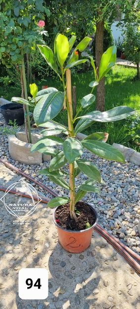 - 0,91 la 120 cm. = 190 lei - MAGNOLIA VESNIC VERDE