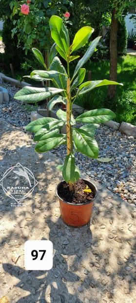 - 0,91 la 120 cm. = 190 lei - MAGNOLIA VESNIC VERDE