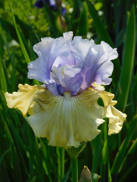 Party's over - xx Colectie irisi