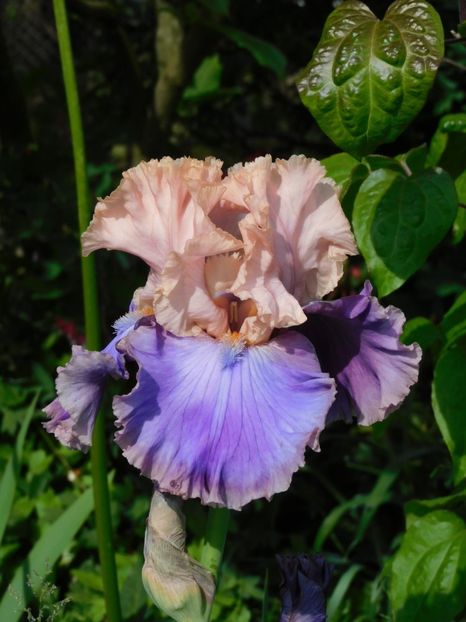 Florentine silk - xx Colectie irisi
