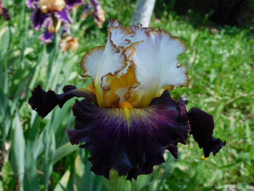 Super hero - xx Colectie irisi