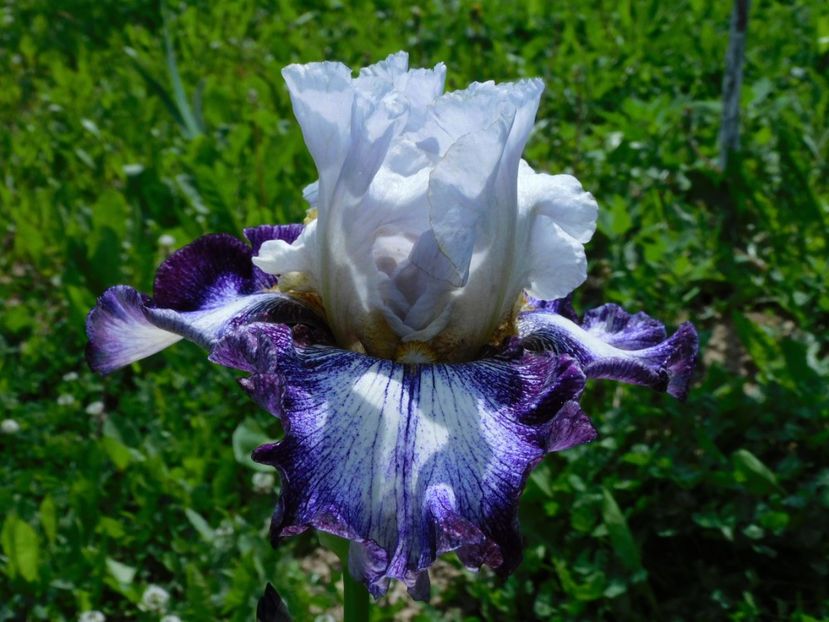 French butterfly - xx Colectie irisi