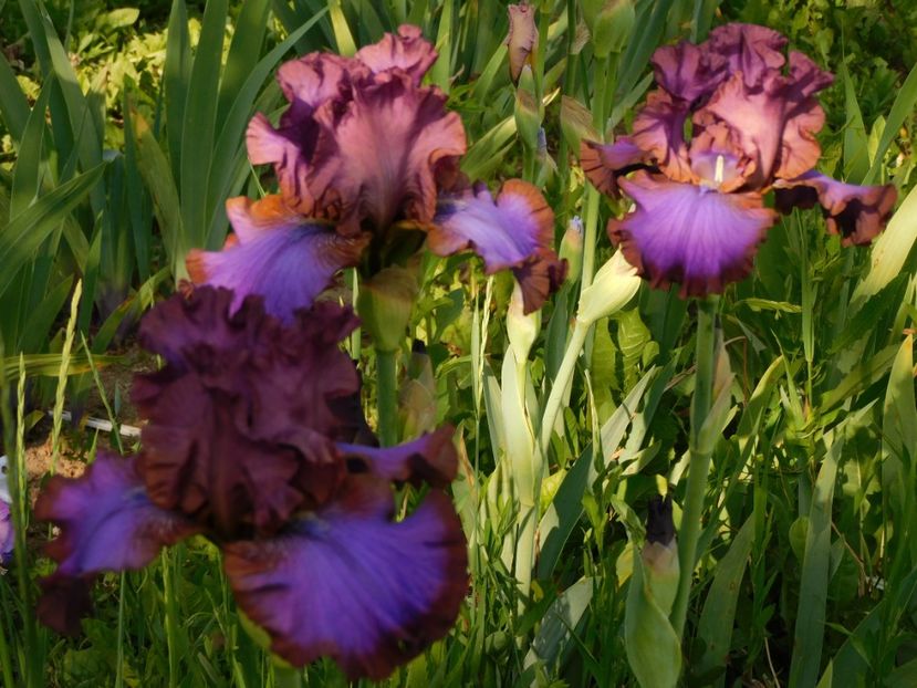 Strut your stuff - xx Colectie irisi