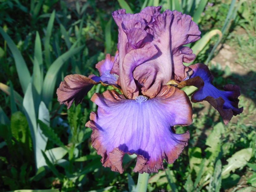 Strut your stuff1 - xx Colectie irisi