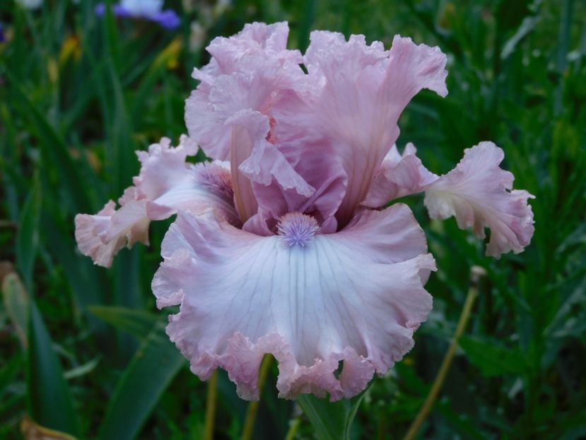 Don't stop believing - xx Colectie irisi