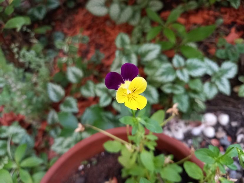  - Grădina 2022 continuare 3