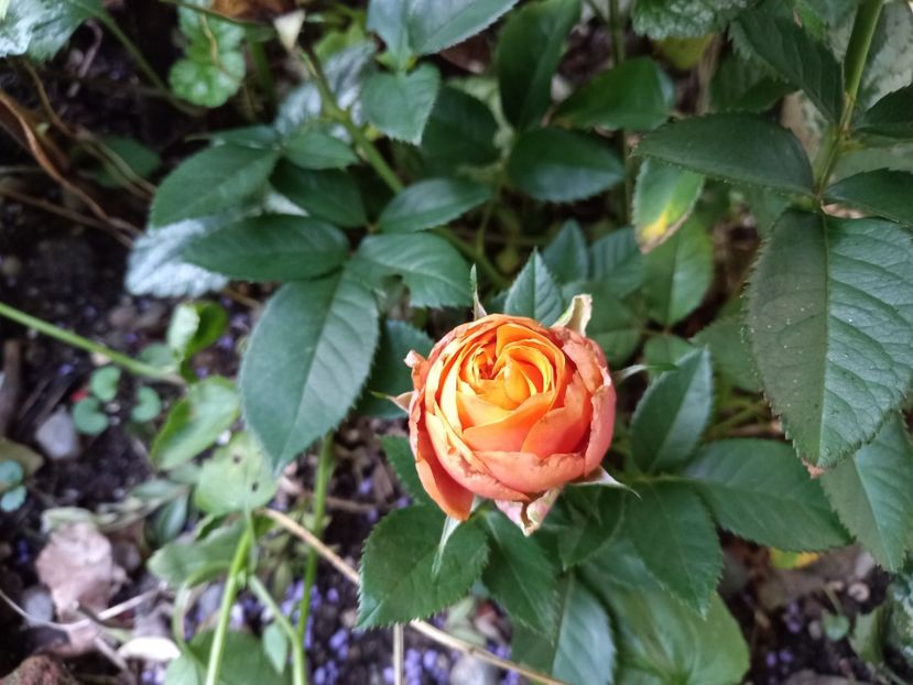  - Grădina 2022 continuare 3