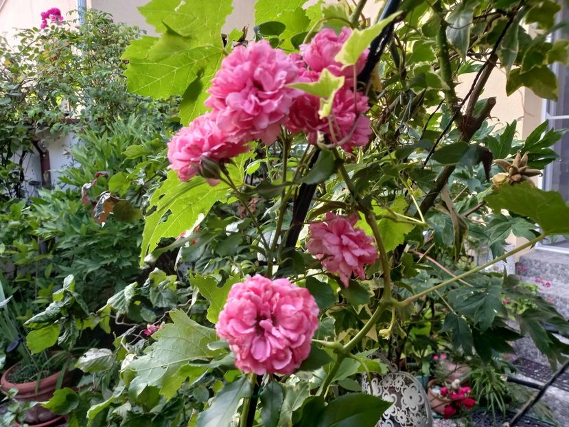  - Grădina 2022 continuare 3