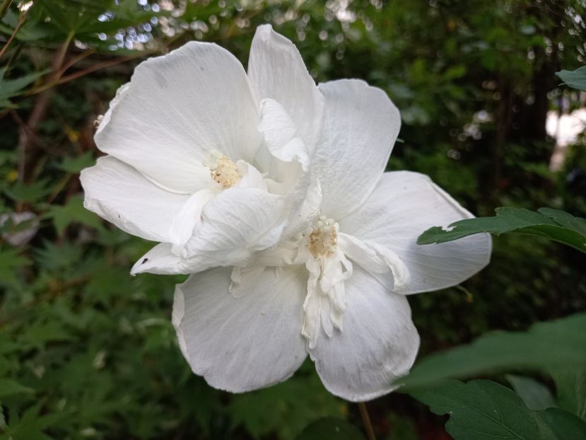 White Chiffon - Grădina 2022 continuare 3