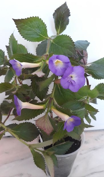  - 0001 2022 - BriD s LIEBREIZ