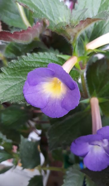  - 0001 2022 - BriD s LIEBREIZ