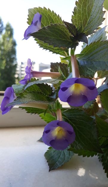  - 0001 2022 - BriD s LIEBREIZ